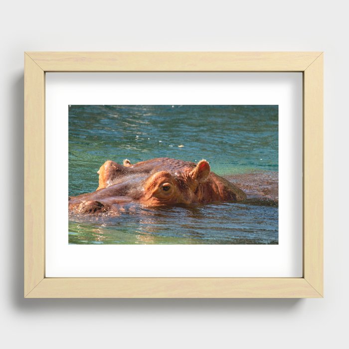 African hippo swimming in water Recessed Framed Print