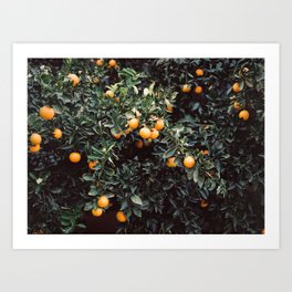 Oranges | Moody colorful travel photography | Botanical green wall with oranges Art Print