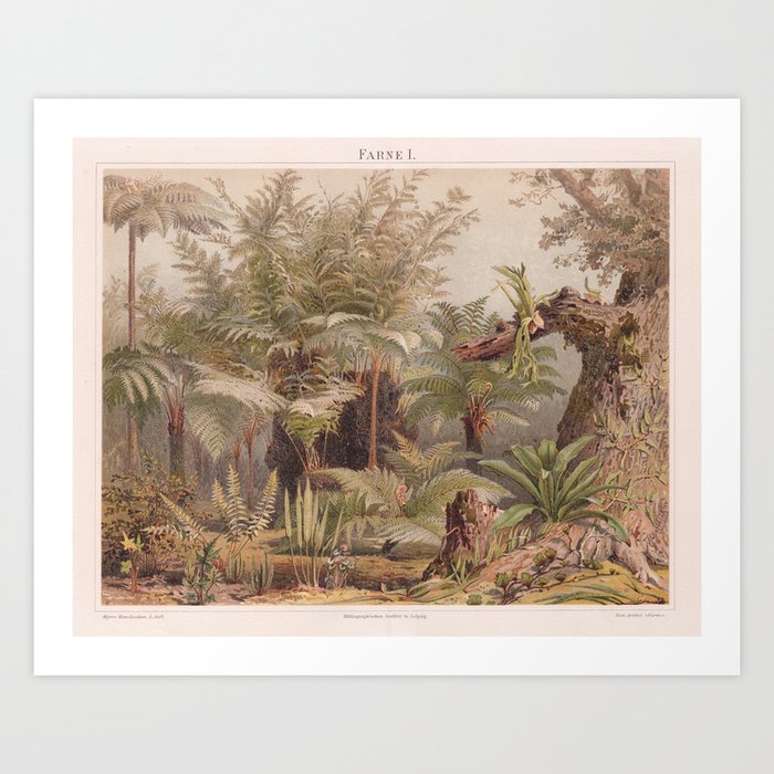 Farne I - Tropical Plants Art Print