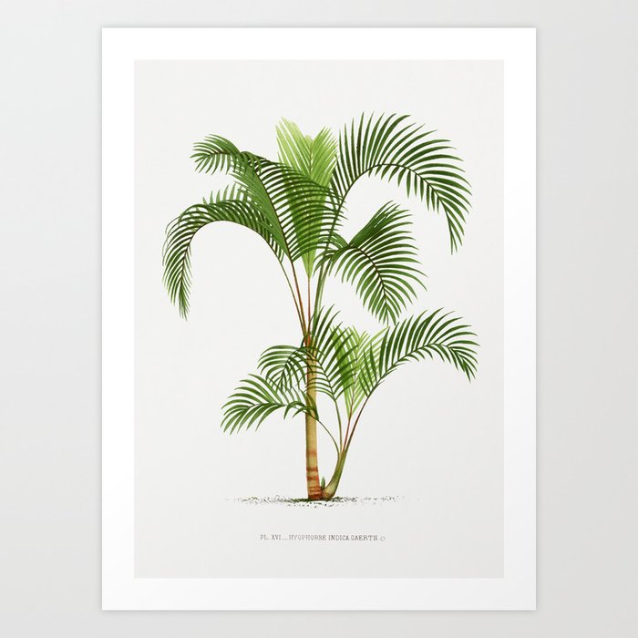 Vintage Palm Tree | Hyophorbe indica | Les Palmiers Histoire Iconographique (1878) | Art Print
