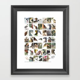 Birds of America Framed Art Print