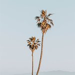 Summertime Prints