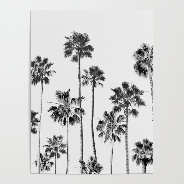 Black & White Palms 3 Poster