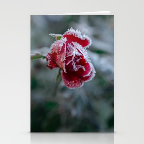 Frosted Rose Stationery Cards