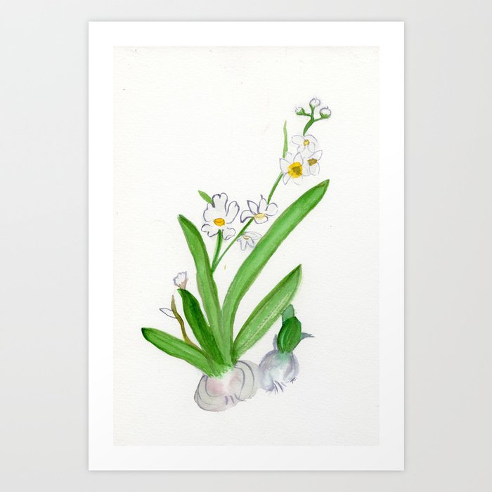 Paperwhite, Hope too, December Birth Flower Art Print