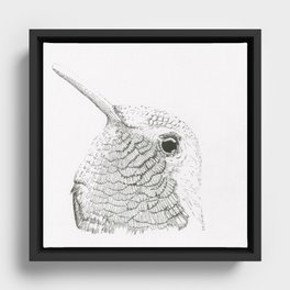 Rufous Hummingbird  Framed Canvas