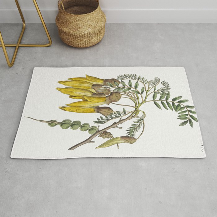 Sophora tetraptera (1791) engraving in high resolution by the famous