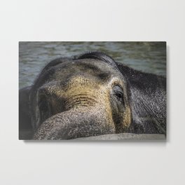 Elephant Metal Print