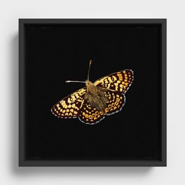 butterfly Framed Canvas