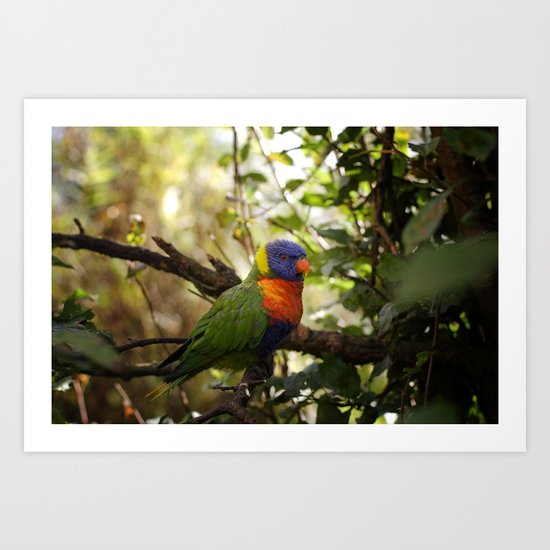 Lory Art Print