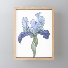 Blue Bearded Iris Framed Mini Art Print
