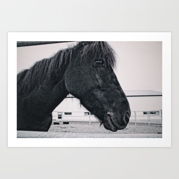 Icelandic Horse In Black & White Art Print