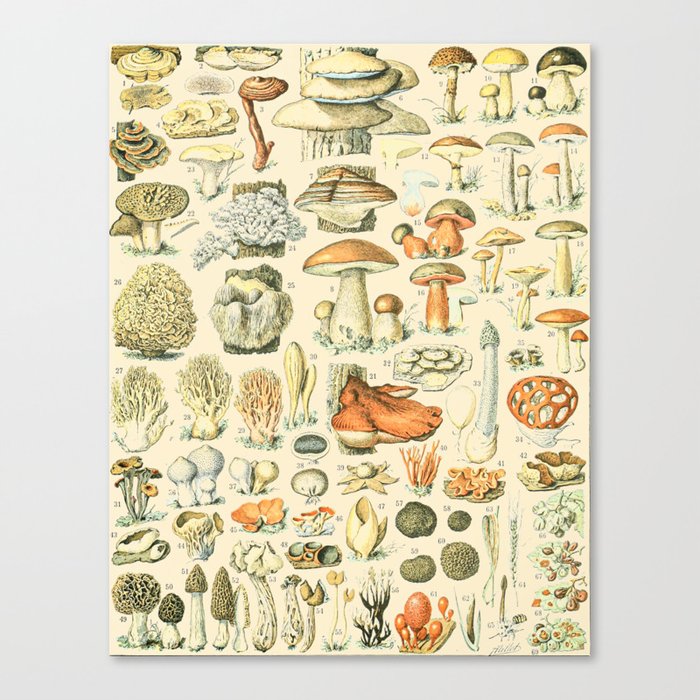 Mushrooms Painting, Trippy Art, Boho Decor, Psychedelic Art, Cottagecore Decor - Mushroom Drawing Canvas Print