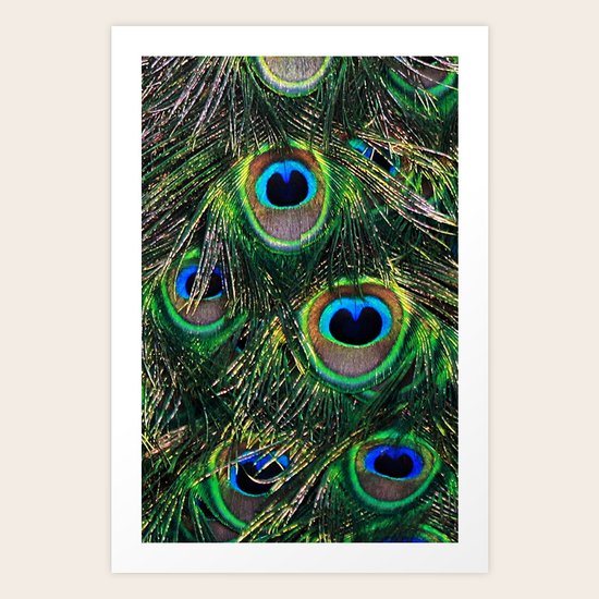 Feathers Art Print