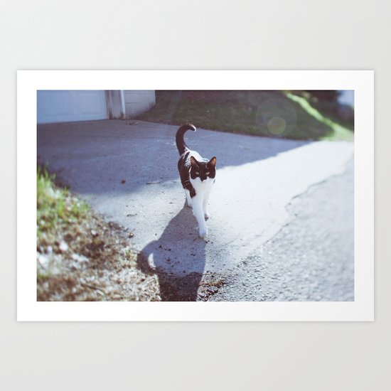 alley cat Art Print