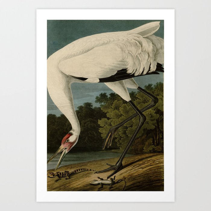 Hooping Crane, Birds of America by John James Audubon Art Print