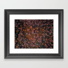 Autumn Colours Framed Art Print