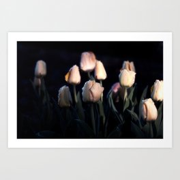 Blooming Tulips Art Print