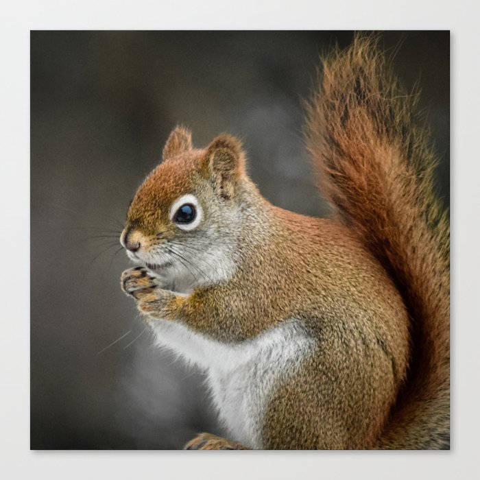 Adorable Squirrel  Canvas Print