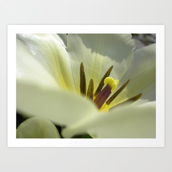 spring tulip macro XXV Art Print
