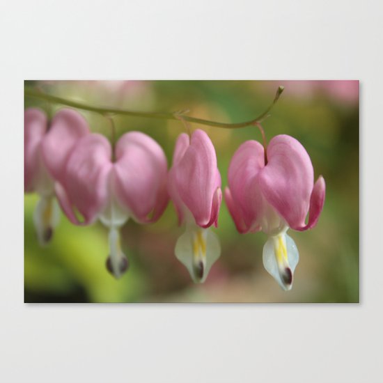Bleeding Hearts Canvas Print