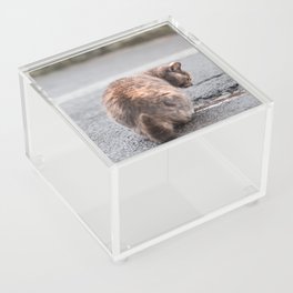 Cat and puddle | Cat seeking reflection Acrylic Box