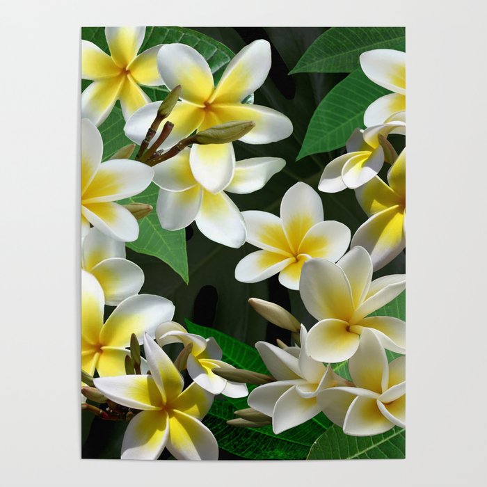 Plumeria Flowers Poster