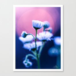 Floral Photography "DAISY MUSING" Canvas Print