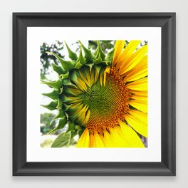 Sunflower Meditation / Partly Sunny  Framed Art Print