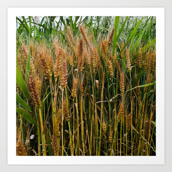 Summer wheat field in the countryside Art Print