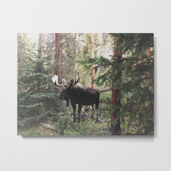 The Modest Moose Metal Print
