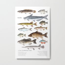 A Few Freshwater Fish Metal Print | Stream, Drawing, Fishing, Bassfish, Lake, Watercolor, Perch, River, Sunfish, Cabin 