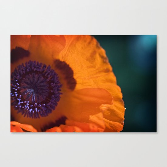 Orange Poppy Canvas Print