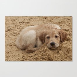 Só -Sand Dogs Series (Cachorros de Areia) - por Gustavo Souto Canvas Print