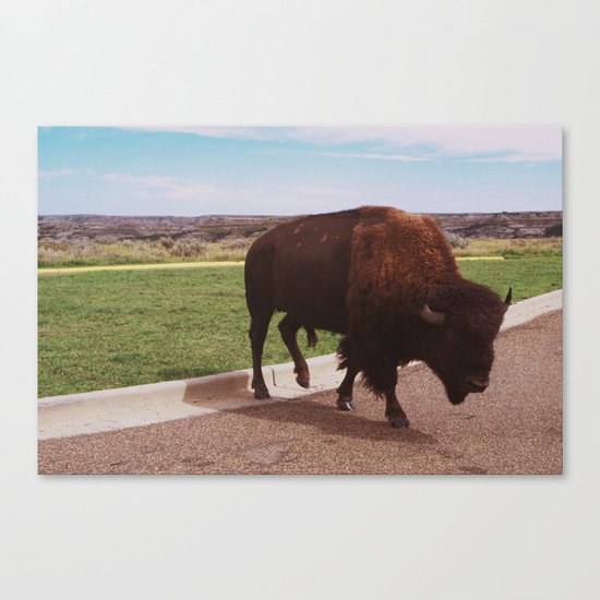 Buffalo Crossing the Road Canvas Print