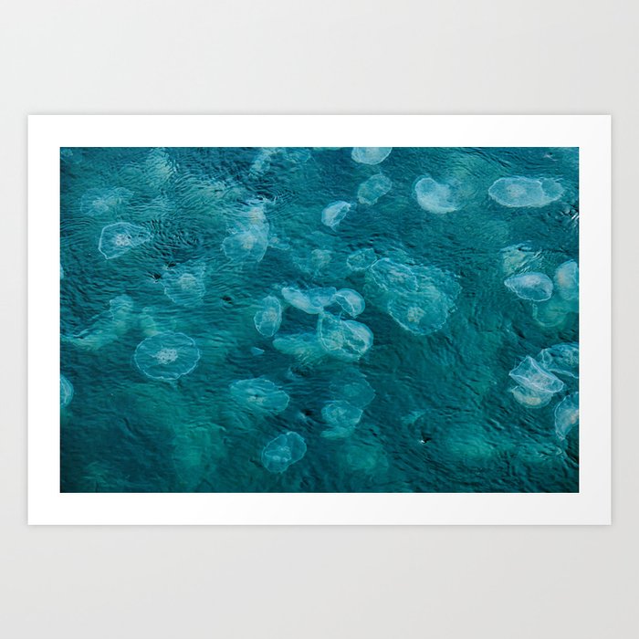 A Swarm of Jellyfish II - Resurrection Bay, Alaska Art Print