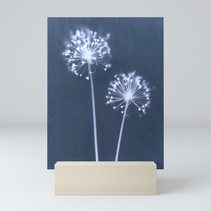 Indigo Dandelion Botanical Cyanotype Mini Art Print