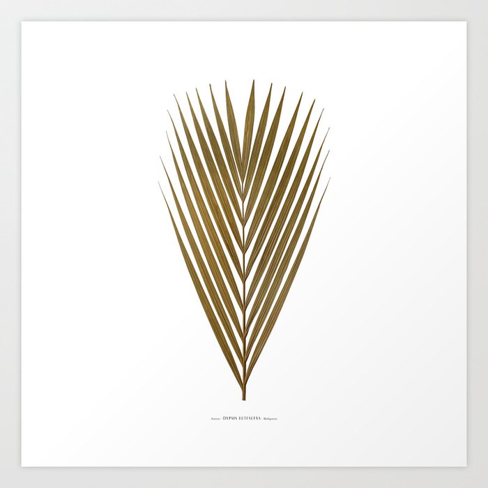 Herbarium Art | Areca Palm Art Print