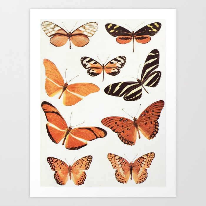 The Butterfly Book Collage II Art Print