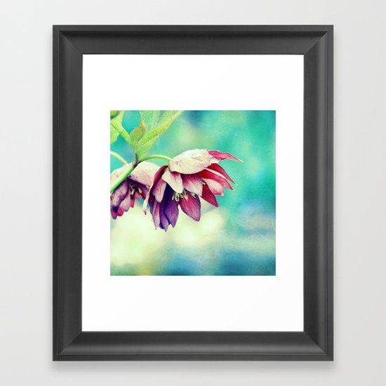 Black hellebore Framed Art Print