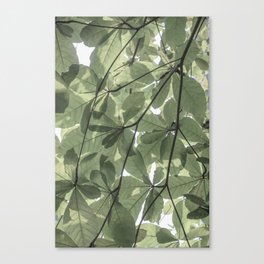 Sage green botanical art print - soft green leaves - nature and travel photography Canvas Print