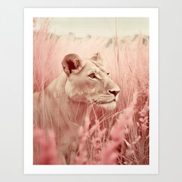 Lioness in a Light Pink Field Art Print