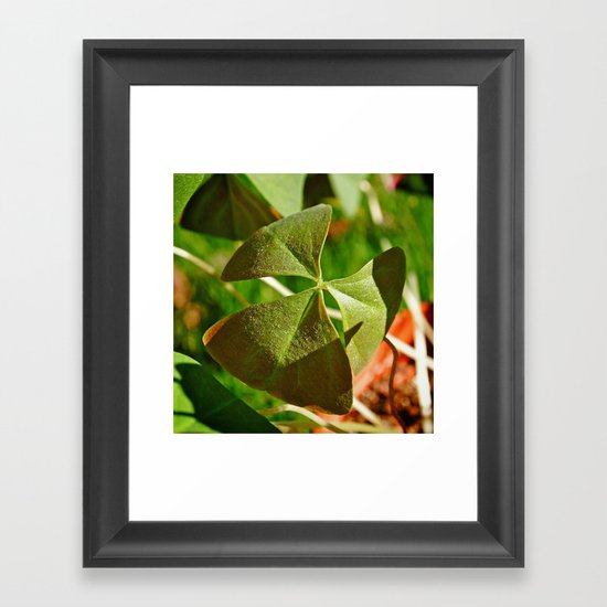 Shamrock closeup Framed Art Print