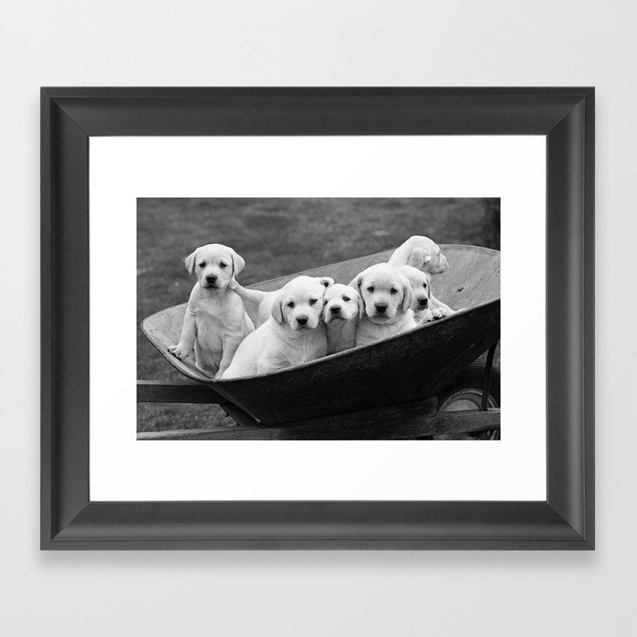 Labs Puppies In A Wheelbarrow Framed Art Print