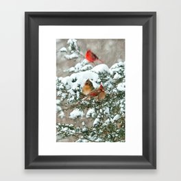 After the Snow Storm: Three Cardinals Framed Art Print