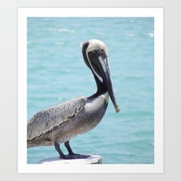 Florida Pelican Art Print