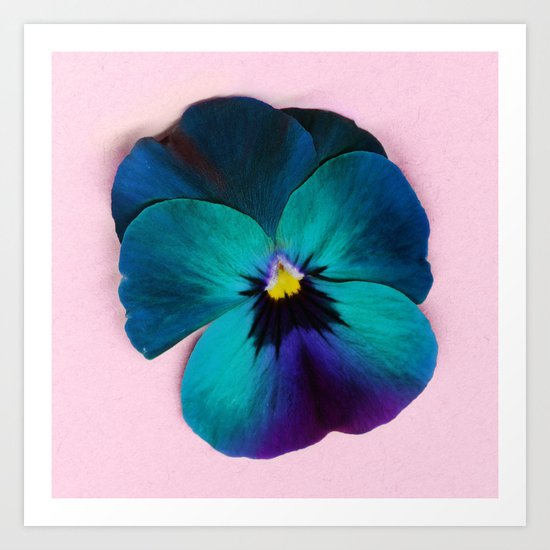 Viola tricolor Art Print