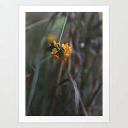 Une Fleur Naturelle  Art Print | Wildflower, Nature, Washingtonstate, Pnw, Color, Digital, Flowers, Natural, Photo 