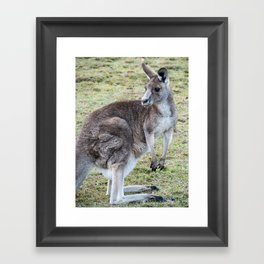 Eastern Grey Kangaroo Framed Art Print