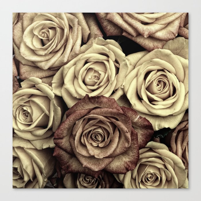 Brown Roses Canvas Print